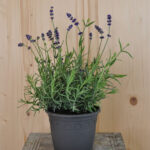 Lavendel Blau – Winterharte Staude mit mediterranem Duft, gut für Insekten – Bild 2