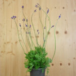 Kanarischer Lavendel (Lavandula pinnata), 21er Topf – Saisonpflanze für sonnige Standorte – Bild 2