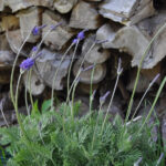 Kanarischer Lavendel (Lavandula pinnata), 21er Topf – Saisonpflanze für sonnige Standorte