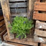 Kanarischer Lavendel (Lavandula pinnata), 21er Topf – Saisonpflanze für sonnige Standorte – Bild 4