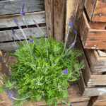 Kanarischer Lavendel (Lavandula pinnata), 21er Topf – Saisonpflanze für sonnige Standorte – Bild 6
