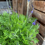 Kanarischer Lavendel (Lavandula pinnata), 21er Topf – Saisonpflanze für sonnige Standorte – Bild 5