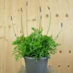 Kanarischer Lavendel (Lavandula pinnata), 21er Topf – Saisonpflanze für sonnige Standorte – Bild 3