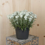 Edelweiss (Leontopodium alpinum) – Alpenstaude aus 100 % Schweizer Produktion – Bild 2