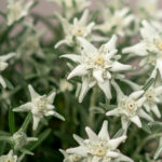 Edelweiss Leontopodium alpinum, winterharte Staude aus Schweizer Produktion