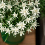 Edelweiss (Leontopodium alpinum) – Alpenstaude aus 100 % Schweizer Produktion