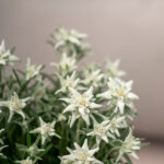 Edelweiss im 14er Topf – Alpine Blütenpracht aus 100 % Schweizer Produktion – Bild 2