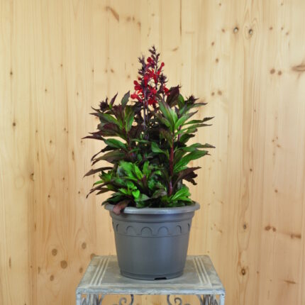 Prachtlobelie Dark Leaved Scarlet – Rote Blütenpracht aus Schweizer Produktion