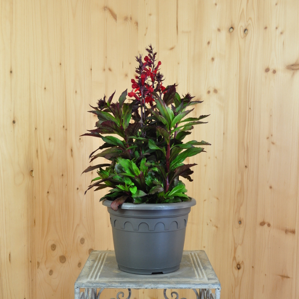 Lobelia speciosa Dark Leaved Scarlet Prachtlobelie Dark Leaved Scarlet – Rote Blütenpracht aus Schweizer Produktion – Bild 1
