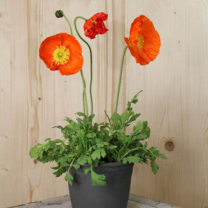 Islandmohn Orange – Bienenfreundliche Blütenpracht aus der Schweiz