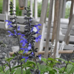Zier-Salbei Black and Bloom mit tiefblauen Blüten – Saisonpflanze aus Schweizer Produktion