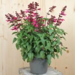 Zier-Salbei Strawberry Lake – Bienenfreundliche Saisonpflanze in intensivem Pink