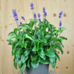 Mehliger Salbei Mystic Spires – blauer Sommerflor aus Schweizer Produktion – Bild 2