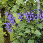 Zier-Salbei Black and Bloom mit tiefblauen Blüten – Saisonpflanze aus Schweizer Produktion – Bild 2