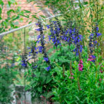 Zier-Salbei Black and Bloom mit tiefblauen Blüten – Saisonpflanze aus Schweizer Produktion – Bild 5