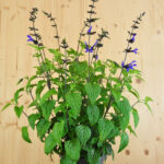 Zier-Salbei Black and Bloom mit tiefblauen Blüten – Saisonpflanze aus Schweizer Produktion – Bild 4