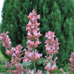 Duftnessel Pink Pearl – Winterharte Staude für Insektenfreunde – Bild 2