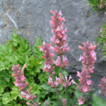 Duftnessel Pink Pearl – Winterharte Staude für Insektenfreunde – Bild 3