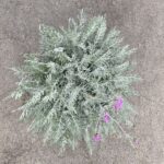 Flockenblume Silver Feather – winterharte Bienenweide mit silbernem Laub – Bild 4