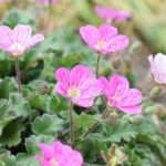 Reiherschnabel Bishops Form – rosa Blütenpracht für Steingärten