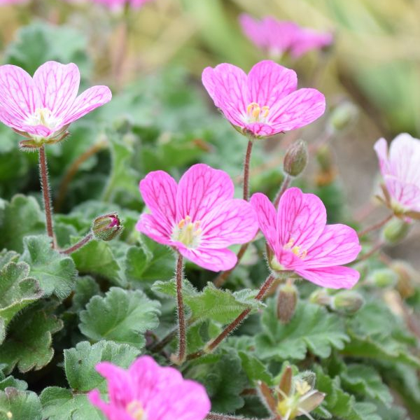 Erodium x variabile Bishops Form Reiherschnabel Bishops Form – rosa Blütenpracht für Steingärten – Bild 1