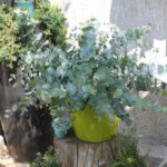 Eukalyptus cinerea 'Silver Tropfen' – Silberfarbene Saisonpflanze im 16er Topf – Bild 2