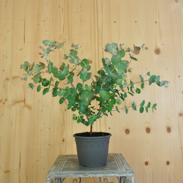 Eucalyptus cinerea Silver Tropfen Eukalyptus cinerea 'Silver Tropfen' – Silberfarbene Saisonpflanze im 16er Topf – Bild 1