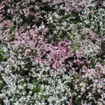 Zauberschnee 'Shades in Pink' – Dauerblühender Sommerflor aus Schweizer Produktion – Bild 2