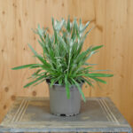 Edelweiss (Leontopodium alpinum) – Alpine Schönheit für Steingärten, Trockenmauern und Gefässe – Bild 2