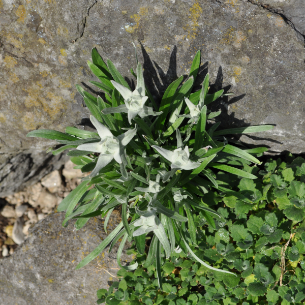 Leontopodium alpinum Edelweiss Edelweiss (Leontopodium alpinum) – Alpine Schönheit für Steingärten, Trockenmauern und Gefässe – Bild 1