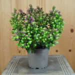 Hopfen-Oregano Deco Pink – Duftende Zierstaude für Sommerbepflanzungen – Bild 3