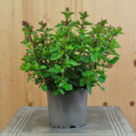 Hopfen-Oregano Deco Purple – Duftende Saisonpflanze für sonnige Standorte – Bild 2