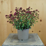 Hopfen-Oregano Deco Purple – Duftende Saisonpflanze für sonnige Standorte – Bild 3