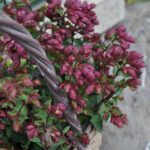 Hopfen-Oregano Deco Purple – Duftende Saisonpflanze für sonnige Standorte – Bild 4