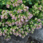 Hopfen-Oregano Dingle Fairy – Saisonpflanze mit duftenden, rosa Blütendolden