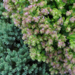 Hopfen-Oregano Dingle Fairy – Saisonpflanze mit duftenden, rosa Blütendolden – Bild 5