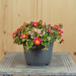 Portulaca oleracea Fuchsia im 14er Topf – Pinkfarbener Portulak aus Schweizer Produktion – Bild 2