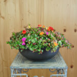 Portulak Mix – Sukkulenter Sommerflor für sonnige Standorte