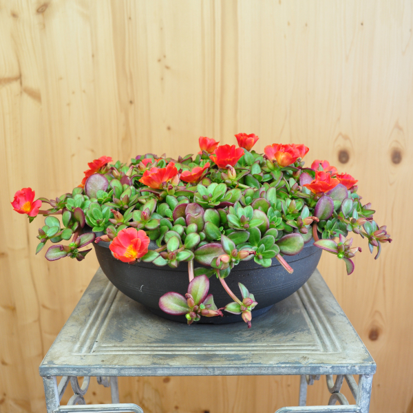 Portulaca oleracea Tropical Punch Portulak 'Tropical Punch' – Sukkulente Saisonpflanze mit roten Blüten – Bild 1