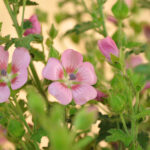 Kapmalve Lady in Pink – Blütenschmuck und Insektenfreund für Balkon und Terrasse – Bild 3