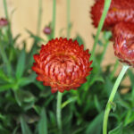 Garten-Strohblume Granvia Red Flame im 25er Topf – prachtvolle Saisonpflanze aus Schweizer Produktion – Bild 2