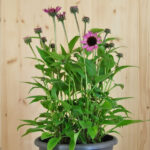 Echinacea purpurea Pink – Schein-Sonnenhut, winterhart und attraktiv für Schmetterlinge, 21er Topf – Bild 2