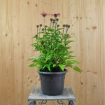 Echinacea purpurea Pink – Schein-Sonnenhut, winterhart und attraktiv für Schmetterlinge, 21er Topf – Bild 3