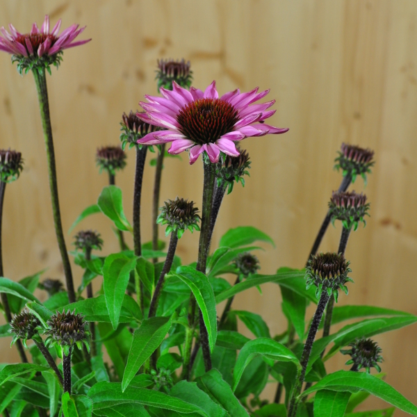 Echinacea purpurea Pink Echinacea purpurea Pink – Schein-Sonnenhut, winterhart und attraktiv für Schmetterlinge, 21er Topf – Bild 1
