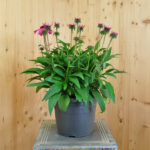 Echinacea purpurea Pink – Schein-Sonnenhut, winterhart und attraktiv für Schmetterlinge, 21er Topf – Bild 6