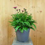 Echinacea purpurea Pink – Schein-Sonnenhut für farbenfrohe und insektenfreundliche Gärten – Bild 3