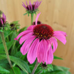 Echinacea purpurea Pink – Schein-Sonnenhut für farbenfrohe und insektenfreundliche Gärten – Bild 2