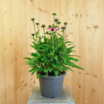Echinacea purpurea Rosa – Schein-Sonnenhut aus Schweizer Produktion – Bild 2