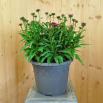 Echinacea purpurea Rosa – Schein-Sonnenhut für den naturnahen Garten