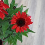 Echinacea purpurea Rot – Schein-Sonnenhut aus Schweizer Produktion